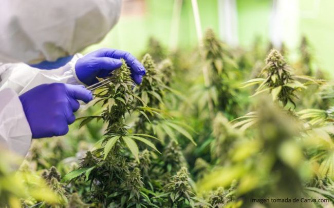 Cannabis para el Manejo del Dolor en Medellín